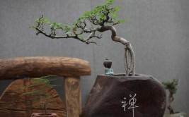 想要树桩盆景露根很简单只要将根部提一提就行了