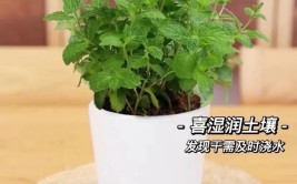 小小薄荷作用大记住养护窍门疯长爆盆停不下