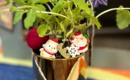 花加带你入门绿植养护之旅
