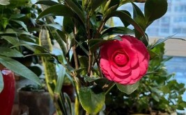 室内养茶花做好这一点花苞几十个花好大枝很旺
