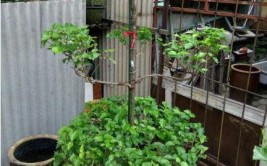 这3种花根本不怕晒按时修剪开花更猛养成宝塔更值钱