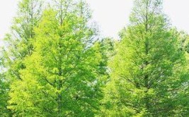 想种树水杉日本早樱紫薇…江干就可以种快来报名