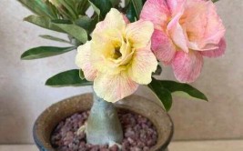 100种花能养在阳台上50种开花的40种绿植10种蔬果