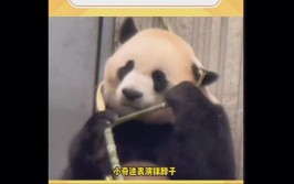 为什么熊猫吃竹子