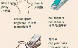指甲英语怎么说