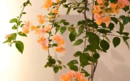 江苏一小姐姐因阳台养花树走红一树成景太治愈了