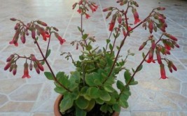 q1 标题落地生根植物绿色的守护者改善你的生活
