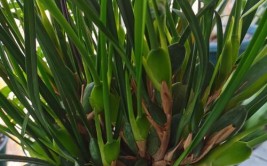 咖啡兰的优雅养殖打造室内绿植新宠的养护指南