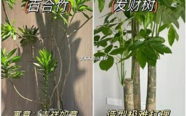 在家种一片森林家居博主最爱的4款绿植养活指南来了快收