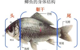 鱼精是鱼的哪个部位