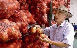青岛种田“老把式”：玩转“新武艺”捧稳“泥饭碗”(泥饭碗洋葱把式荔枝种田)