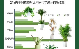 新房装修结束想除甲醛多种绿植去除法请牢牢记住