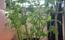养花不折腾就养懒人花一盆下去几年不管还照样开花