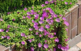 露子花的栽培养护小碎花扮靓居家背景