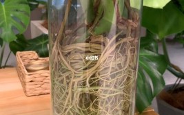 水培龟背长得好快不烂根易上手又长新叶啦水培植物