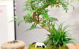清香木盆景造型打造完美大树型之三枝法你学会发吗