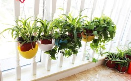 室内养花用合适的盆和土植物花卉生长存活更轻松