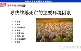 种鹅养殖管理技术