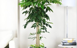 元宝树的养殖方法和注意事项
