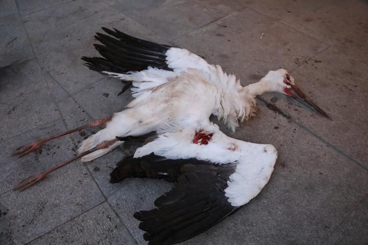 残忍!跟踪器发出死亡预警 白枕鹤遇害只剩断腿(迁徙跟踪器断腿捕杀林业局) 汽修知识 残忍!跟踪器发出死亡预警 白枕鹤遇害只剩断腿(迁徙跟踪器断腿捕杀林业局) 汽修知识