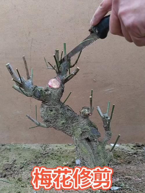 “盆景倒盆、梅花修剪”宝鸡植物园专业培训活动进行中(梅花修剪植物园盆景专业培训) 汽修知识 “盆景倒盆、梅花修剪”宝鸡植物园专业培训活动进行中(梅花修剪植物园盆景专业培训) 汽修知识