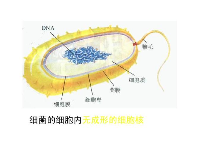 细菌属于细胞吗 育学科普 细菌属于细胞吗 育学科普
