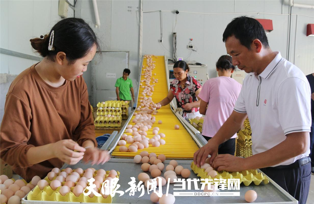 铜仁沿河洪渡镇:蛋鸡养殖圆贫困群众增收“梦”(蛋鸡沿河养殖增收群众) 汽修知识 铜仁沿河洪渡镇:蛋鸡养殖圆贫困群众增收“梦”(蛋鸡沿河养殖增收群众) 汽修知识