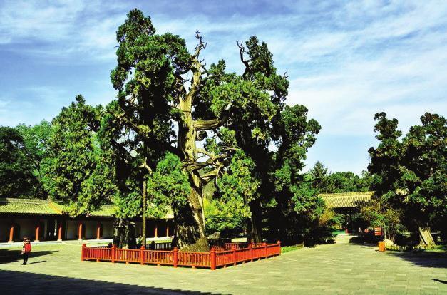 如何保护?(手植仓颉黄帝古树古柏) 汽修知识 如何保护?(手植仓颉黄帝古树古柏) 汽修知识