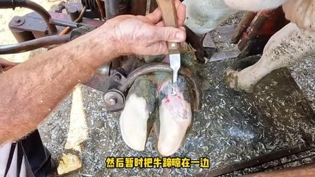 修牛蹄(小哥的是暴力角质解压) 汽修知识 修牛蹄(小哥的是暴力角质解压) 汽修知识