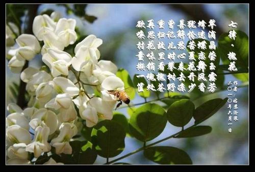 马道村槐花香(马道槐花宝坻美声美文) 汽修知识 马道村槐花香(马道槐花宝坻美声美文) 汽修知识