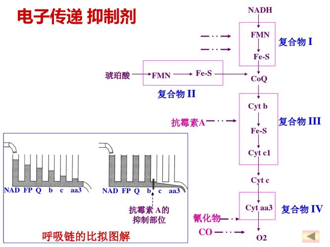 电子传递链与氧化磷酸化的关系 学类资讯 电子传递链与氧化磷酸化的关系 学类资讯