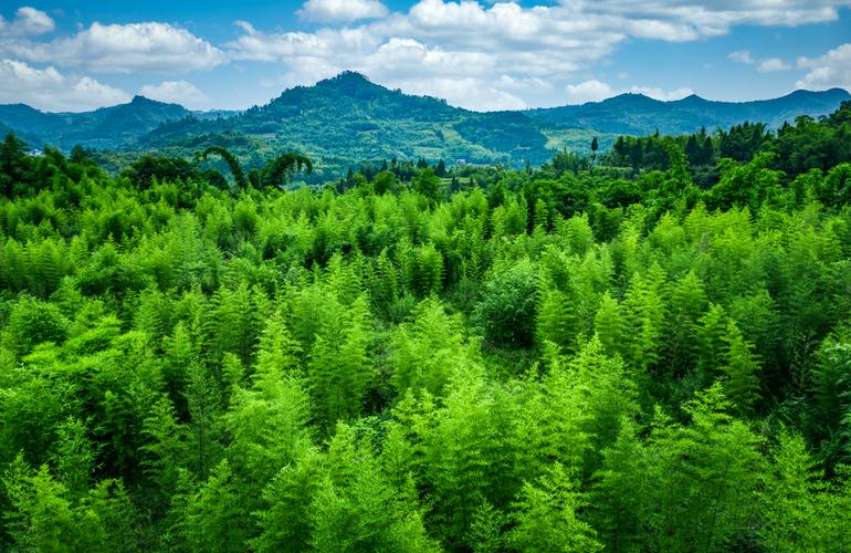 林草创新活力 赋能绿色未来(草科治沙科普林业竹子) 汽修知识 林草创新活力 赋能绿色未来(草科治沙科普林业竹子) 汽修知识
