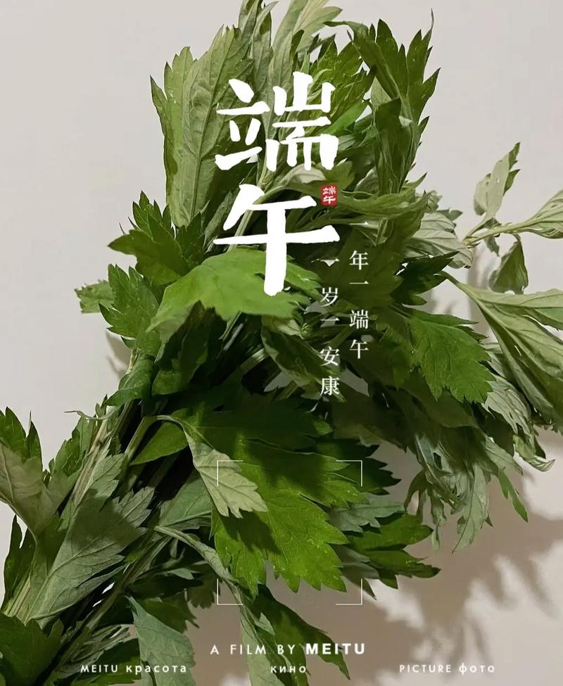 端午采艾草的意义 学类资讯 端午采艾草的意义 学类资讯