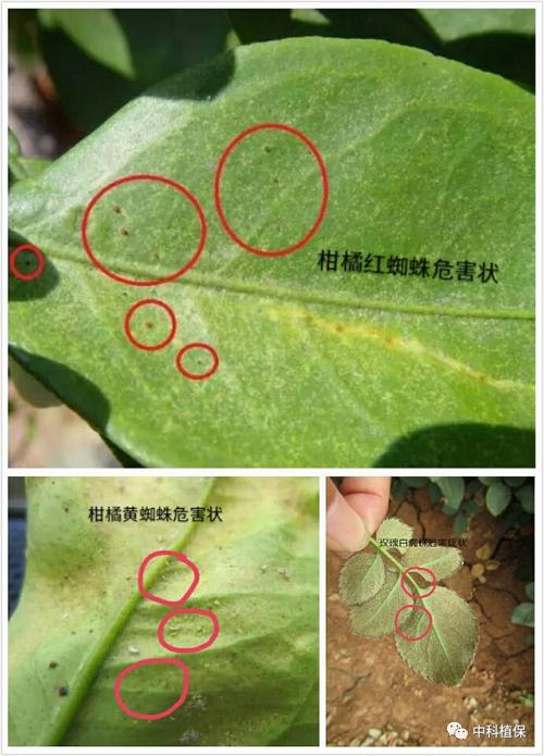 做不好,修剪全白费(修剪锯口柑橘几点白费) 汽修知识 做不好,修剪全白费(修剪锯口柑橘几点白费) 汽修知识