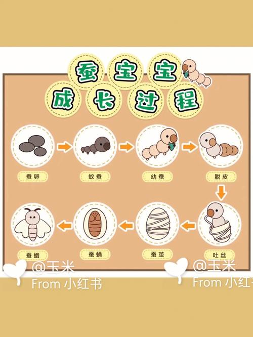 蚕的各个阶段需要几天 学类资讯 蚕的各个阶段需要几天 学类资讯
