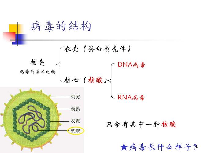 除病毒外组成生物体的基本单位是什么 学类资讯 除病毒外组成生物体的基本单位是什么 学类资讯