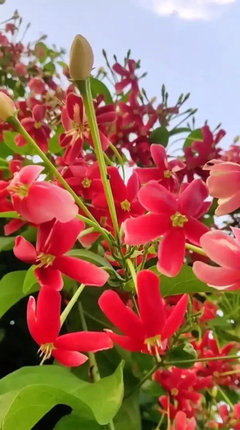 君子之花是指什么花 学类资讯 君子之花是指什么花 学类资讯