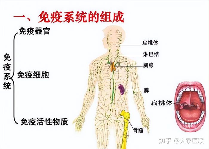 人体的三道防线是什么 学类资讯 人体的三道防线是什么 学类资讯