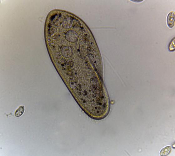 草履虫是原核生物吗 学类资讯 草履虫是原核生物吗 学类资讯