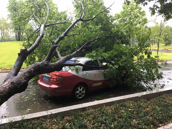 杭州男子不幸“中招”:这该找谁?(降雨保险公司树木倒伏损失) 汽修知识 杭州男子不幸“中招”:这该找谁?(降雨保险公司树木倒伏损失) 汽修知识