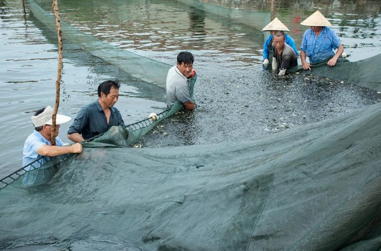 8000吨鲜鱼销往全国市场(沙洋鱼苗渔民水产鲜鱼) 汽修知识 8000吨鲜鱼销往全国市场(沙洋鱼苗渔民水产鲜鱼) 汽修知识