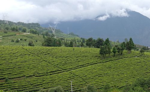 天茶园:安化离天最近的茶园(茶园安化山庄老板山顶) 汽修知识 天茶园:安化离天最近的茶园(茶园安化山庄老板山顶) 汽修知识