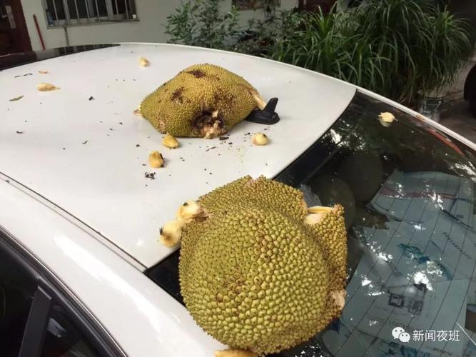 南宁一汽车顶被木菠萝砸成这样了……(菠萝车主惊呆要哭汽车) 汽修知识 南宁一汽车顶被木菠萝砸成这样了……(菠萝车主惊呆要哭汽车) 汽修知识