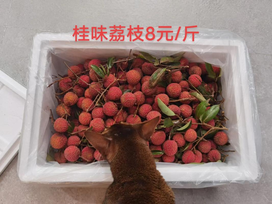 荔枝邮寄可以保鲜几天 学类资讯 荔枝邮寄可以保鲜几天 学类资讯