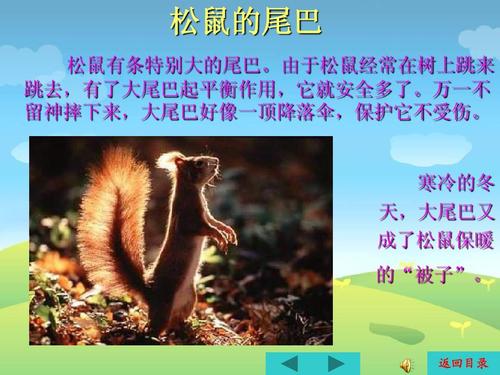 松鼠的尾巴有什么作用 学类资讯 松鼠的尾巴有什么作用 学类资讯