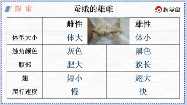 虎蚕和桑蚕有什么区别 学类资讯 虎蚕和桑蚕有什么区别 学类资讯