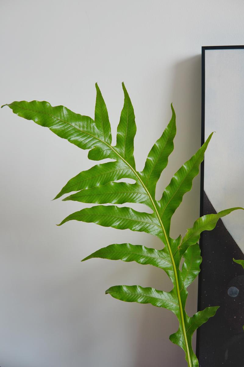 家的松弛感是绿植给的家庭绿植选购养护攻略 范文模稿 家的松弛感是绿植给的家庭绿植选购养护攻略 范文模稿
