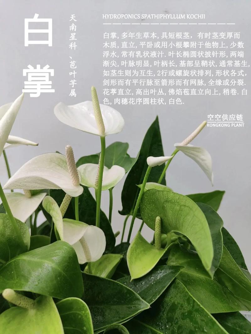 白鹤芋的3个养护日常养好了清洁空气还有好寓意 范文模稿 白鹤芋的3个养护日常养好了清洁空气还有好寓意 范文模稿