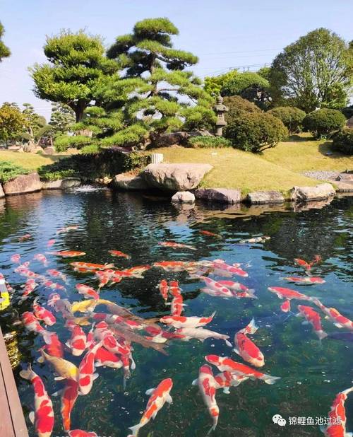 锦鲤池边用小水道养出大植物为炎炎夏日带来一抹清凉 范文模稿 锦鲤池边用小水道养出大植物为炎炎夏日带来一抹清凉 范文模稿