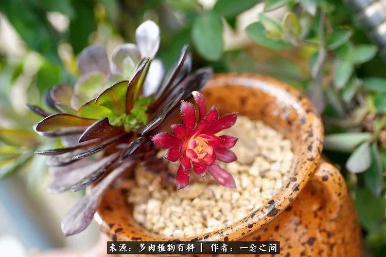 多肉牛群里的七福神下男神篇 范文模稿 多肉牛群里的七福神下男神篇 范文模稿